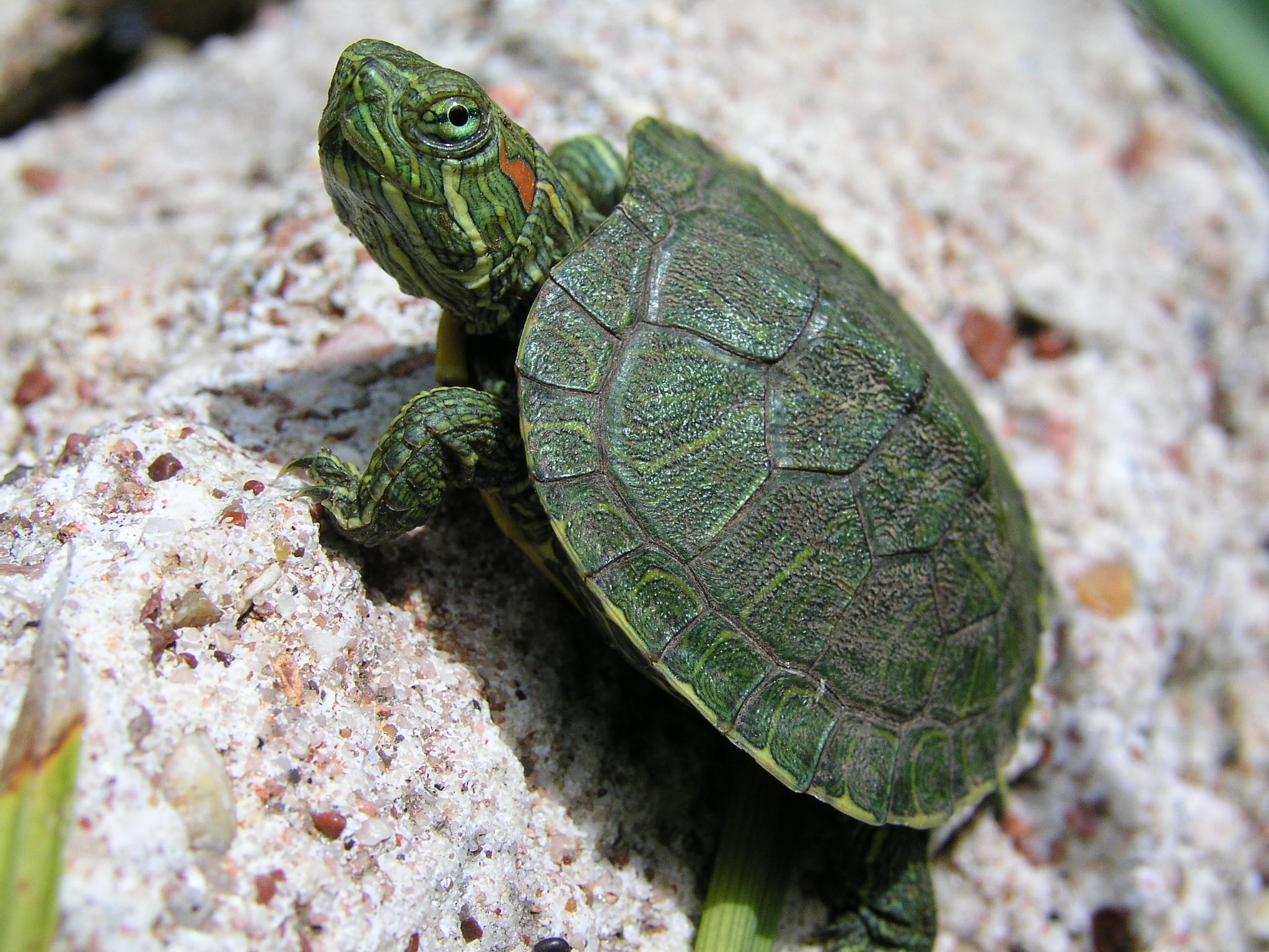 Fondo de pantalla tortuguita