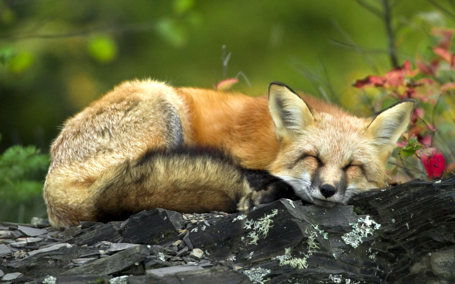 Zorro durmiendo en bosque, fondo de alta calidad 4K