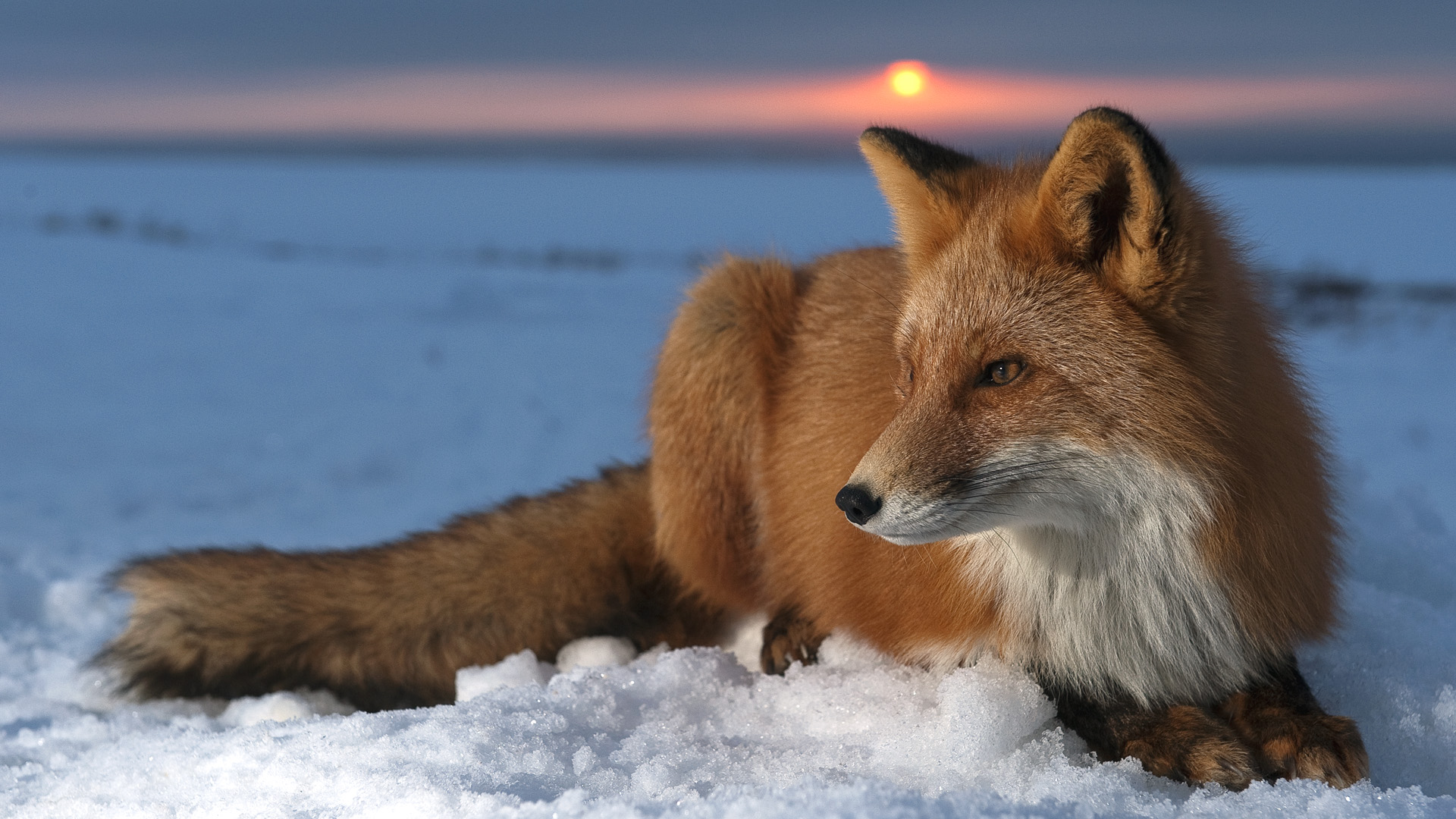 Fondo de pantalla zorro en la nieve