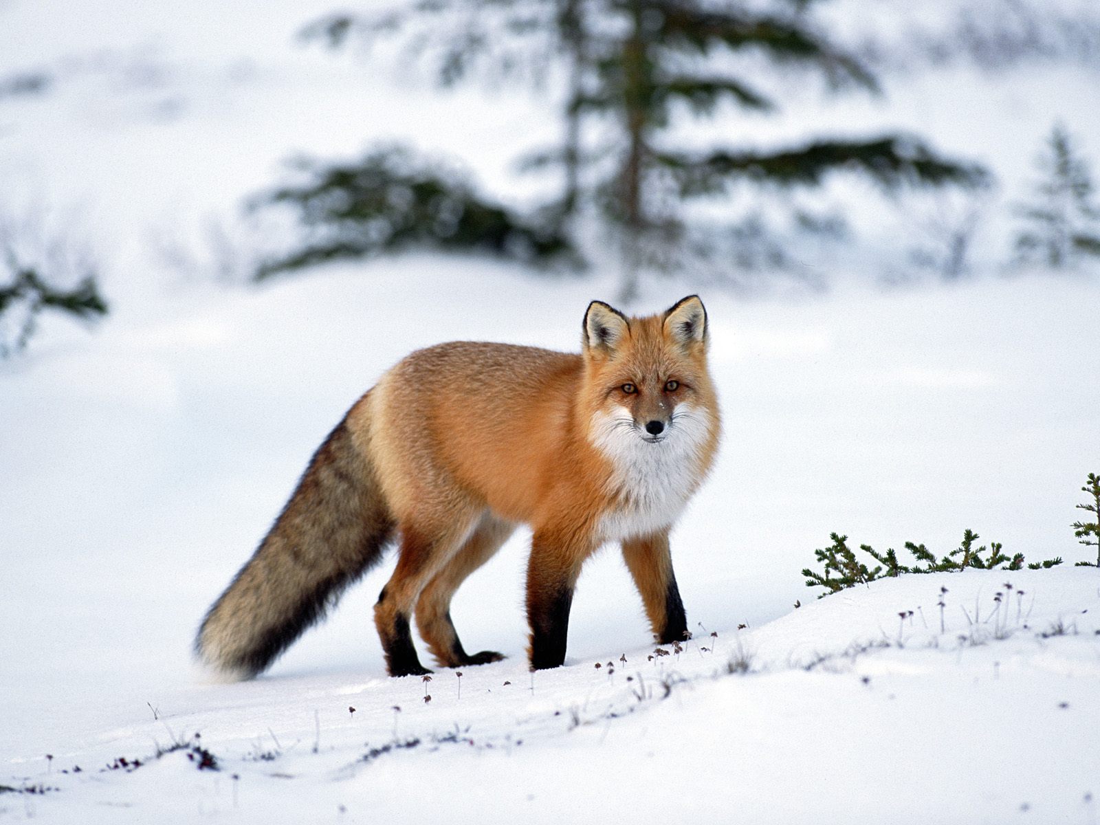 Fondo de pantalla zorro rojo en la nieve