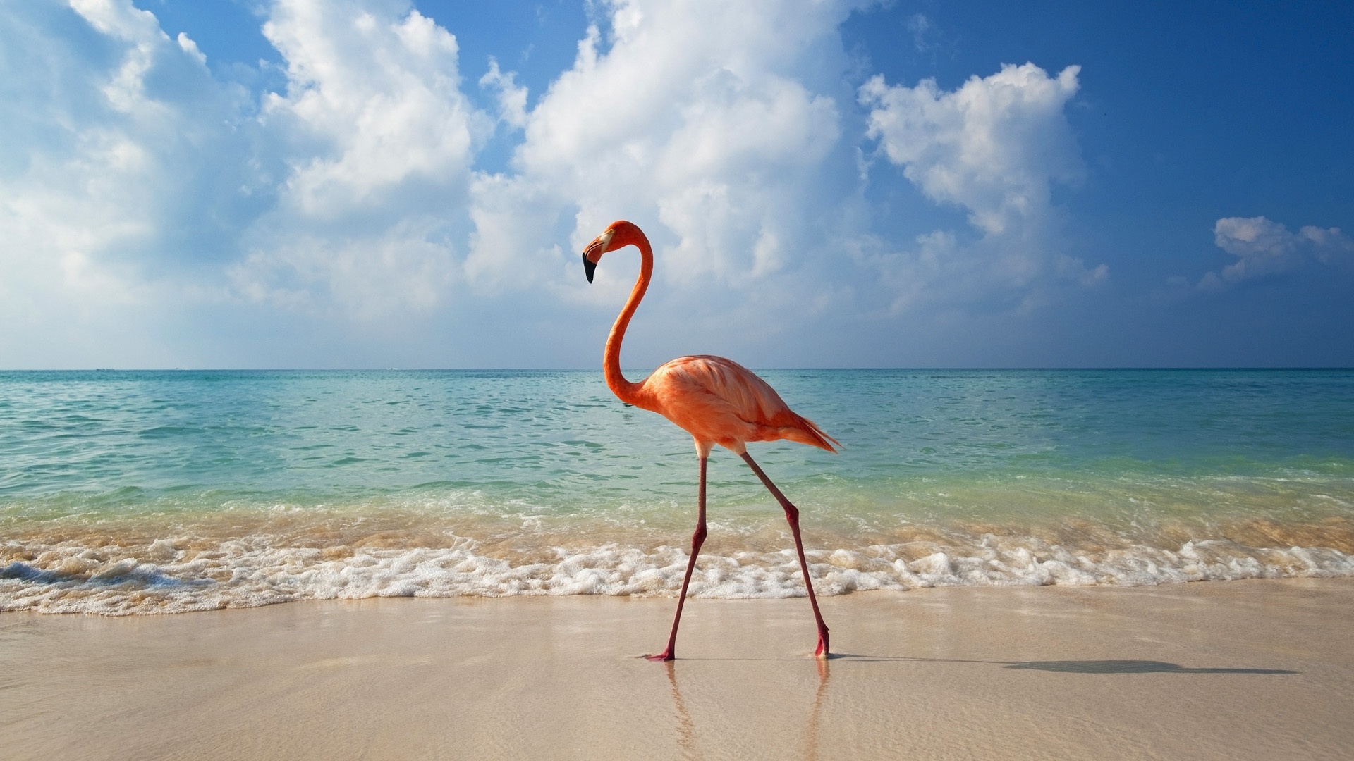 Fondo Flamenco en la Playa