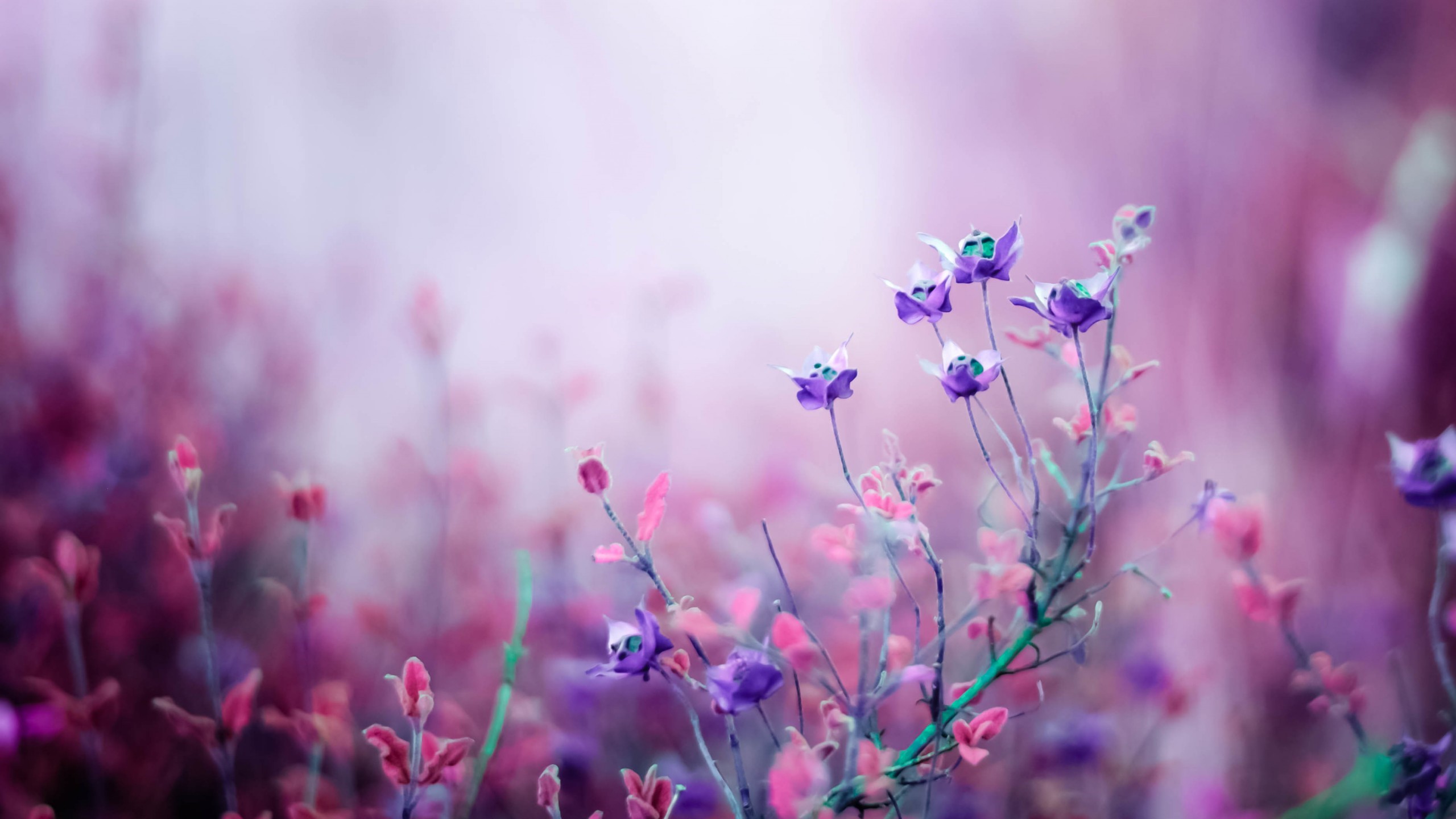 Fondo HD
