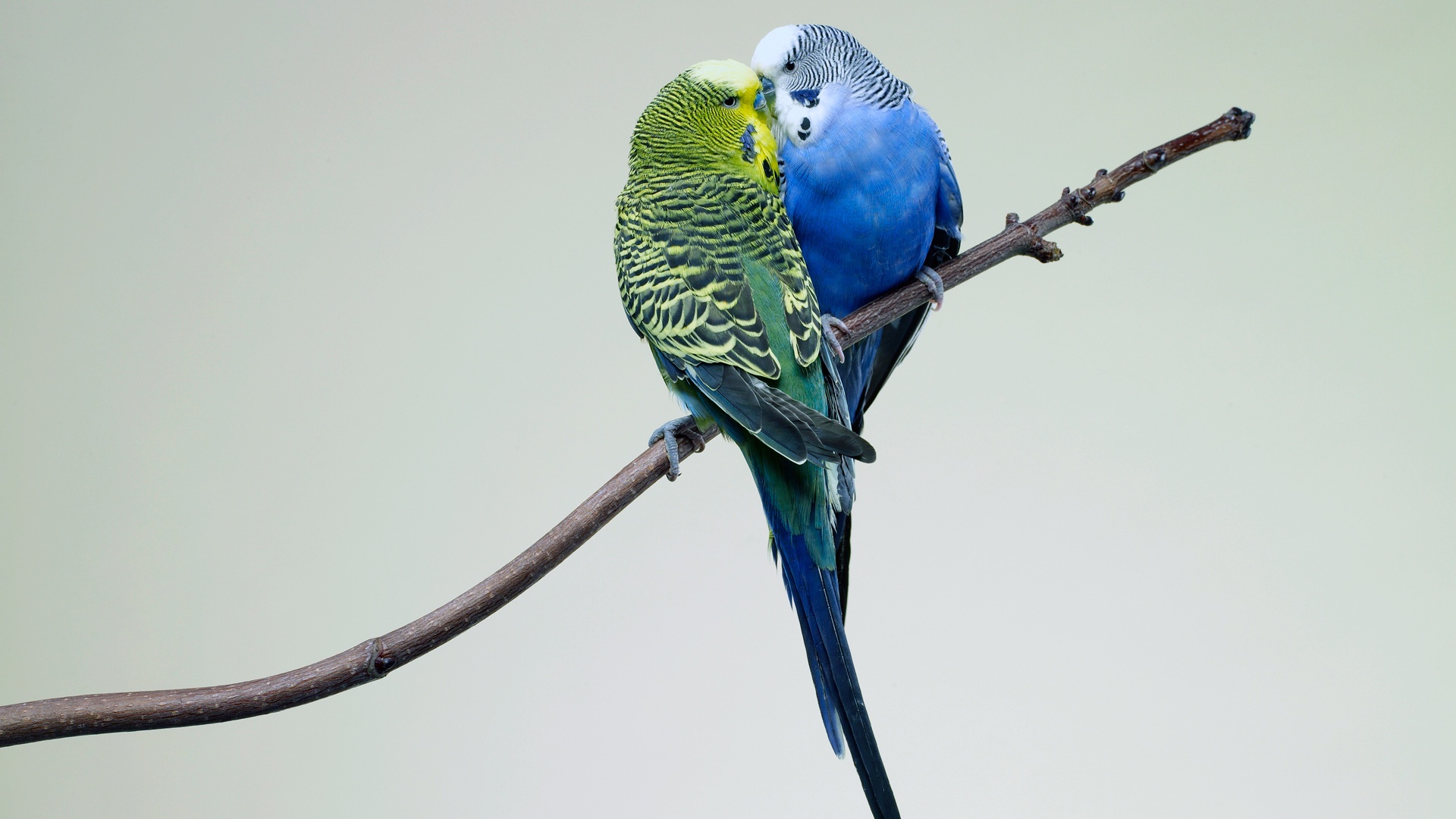 Fondo Pantalla Loros