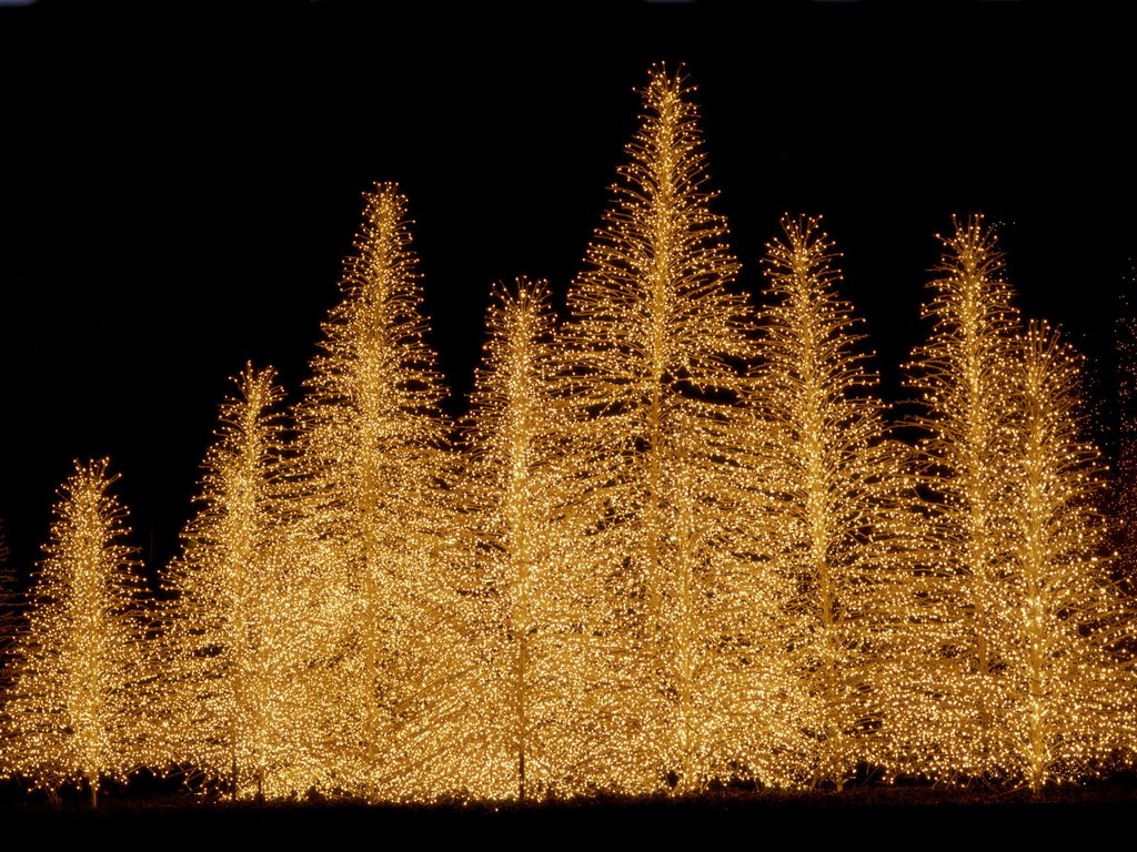 Fondos de Pantalla Arboles de Navidad Luminosos