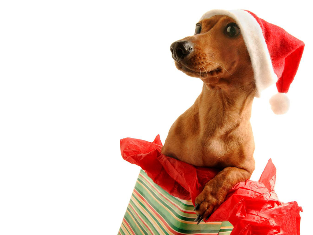 Fondos hd perrito como regalo