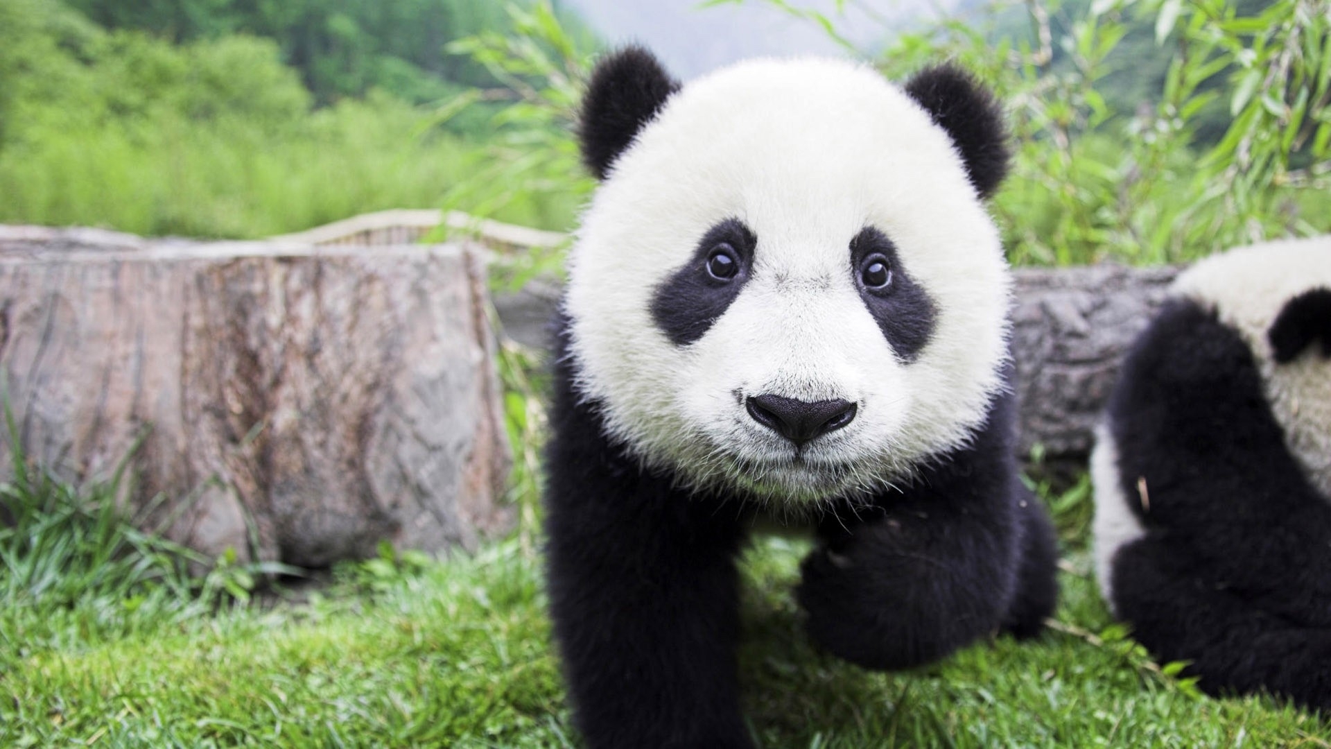 Foto de Bebe Panda