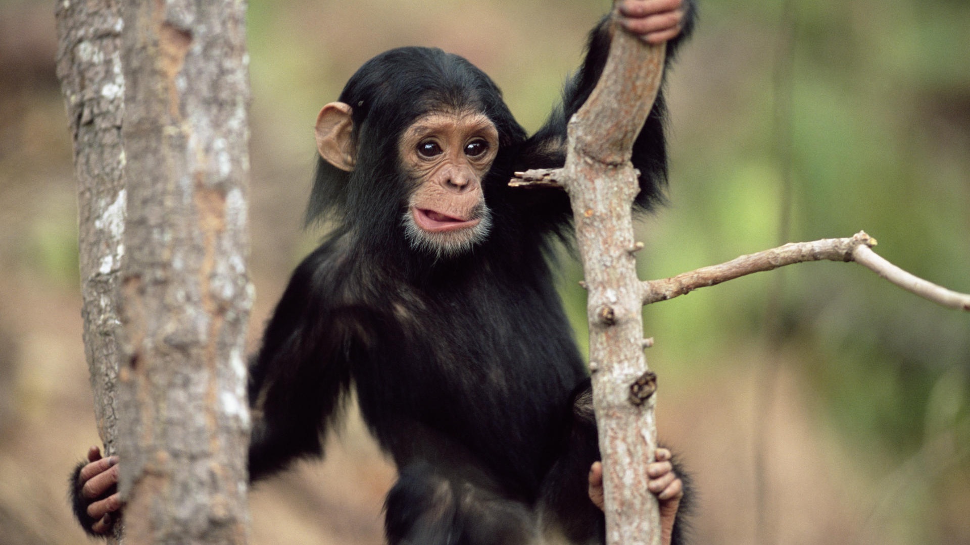 Foto de Chimpancé pequeño.