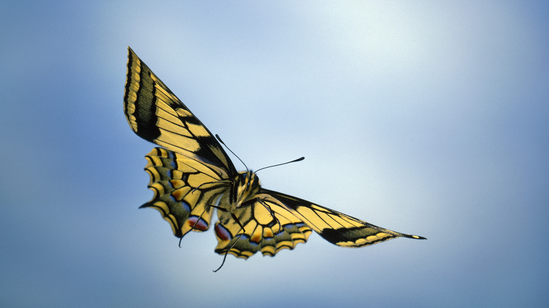 Foto de Mariposa