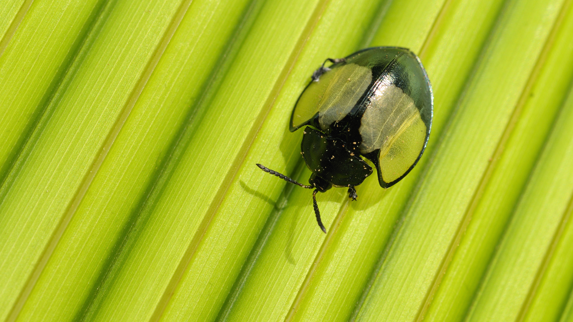 Foto insecto muy curioso