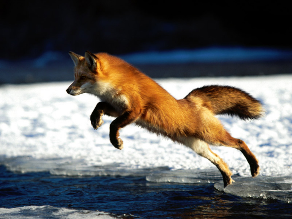 Fox Wallpaper Background