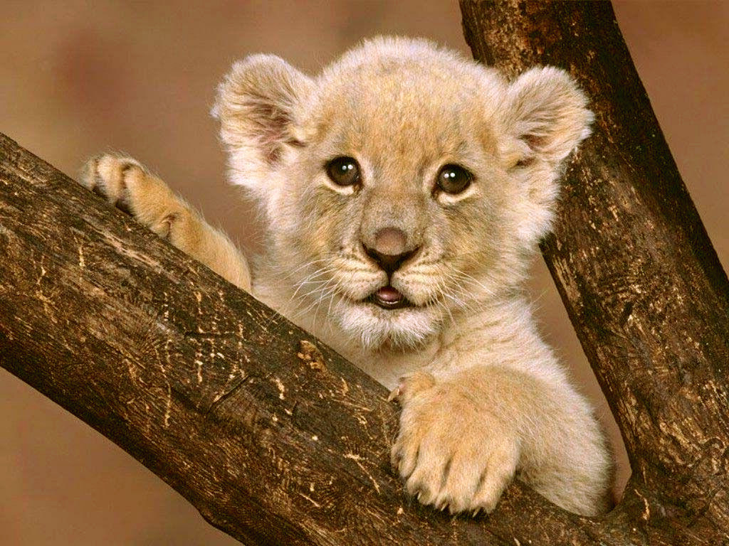 Tierno cachorro de león en alta calidad para wallpapers 4K