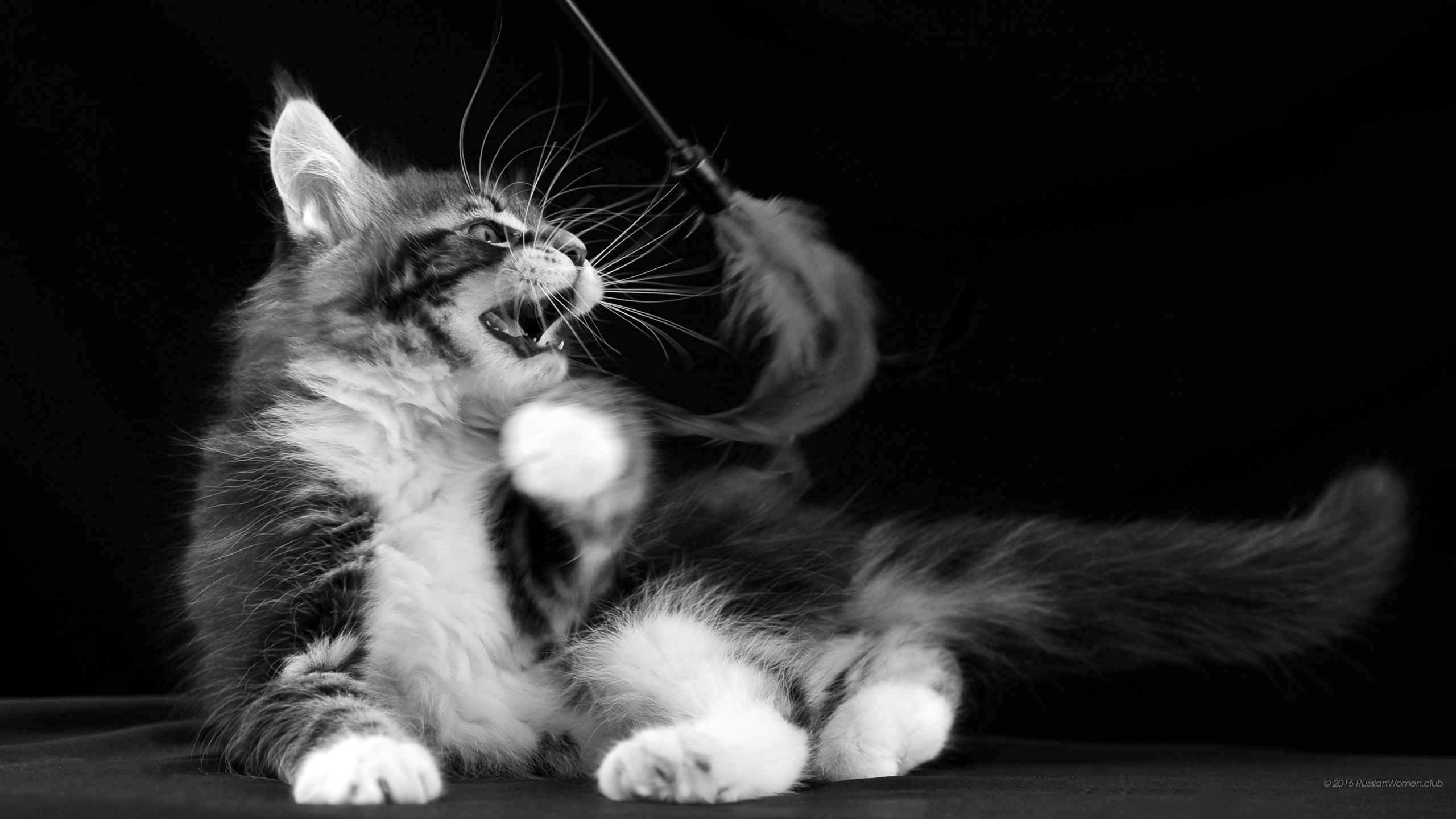 Gato Jugando