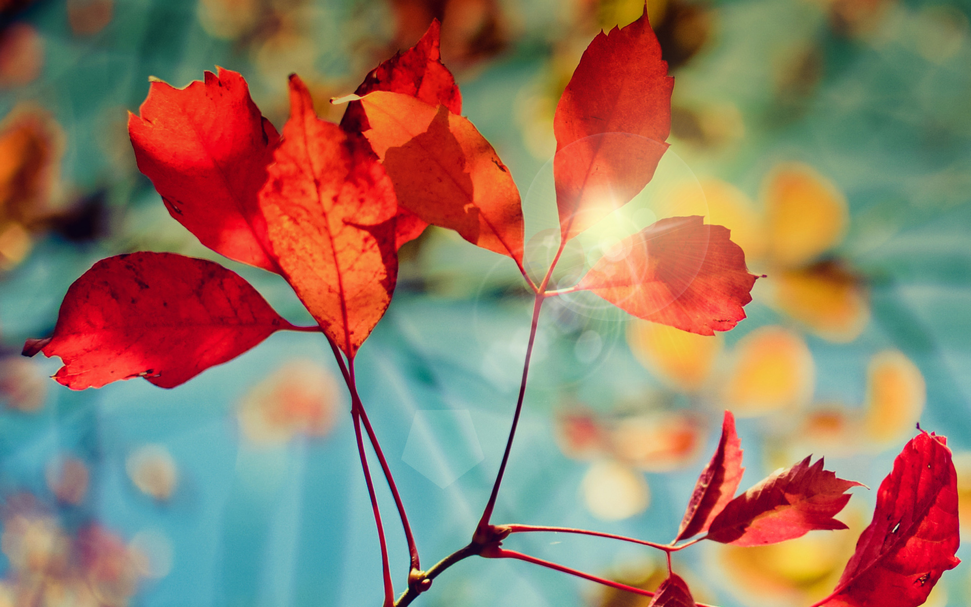 Glare of autumn