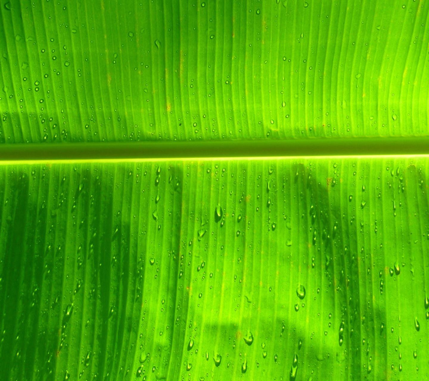 Greenie