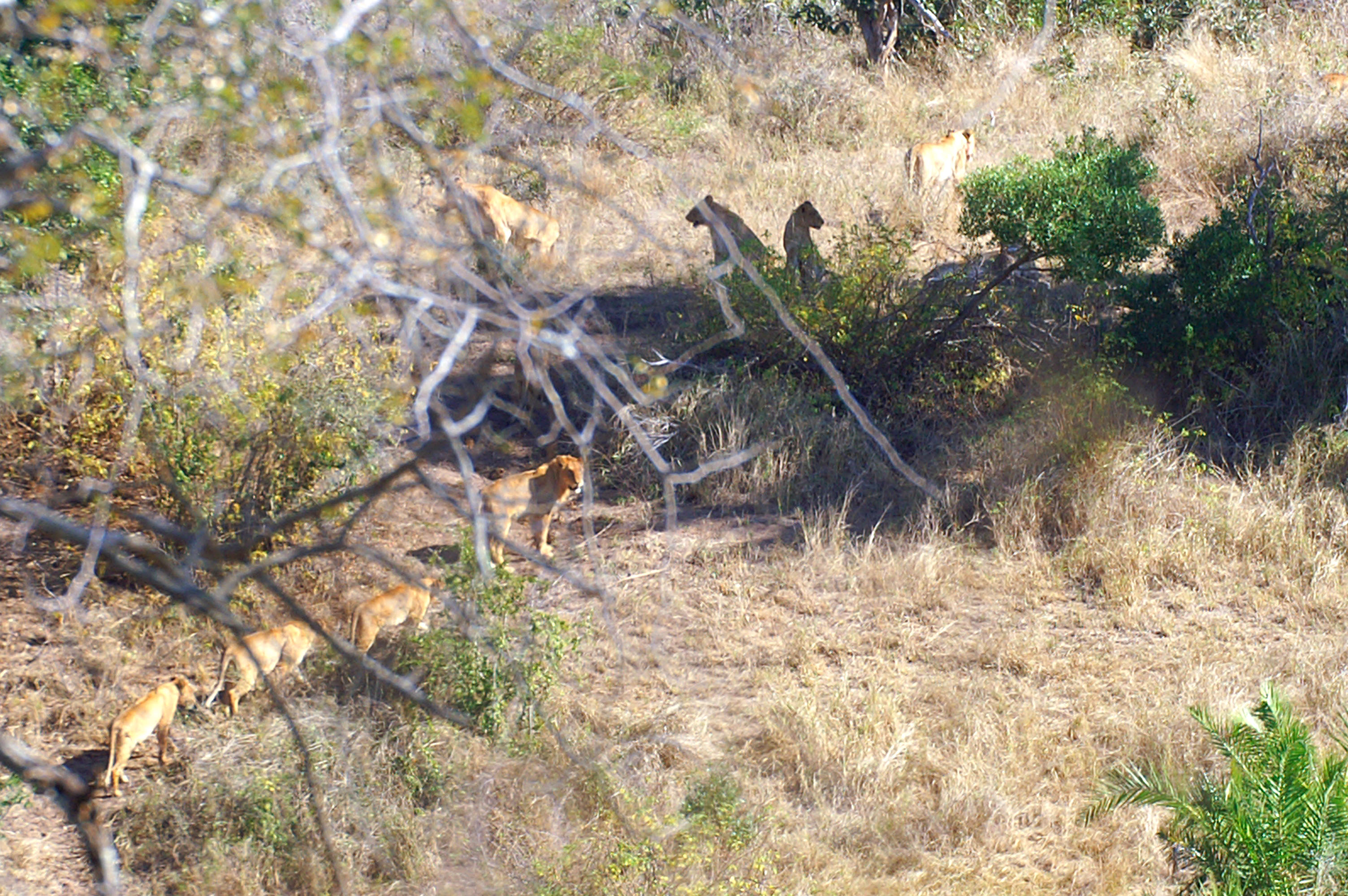 guepardos cazando