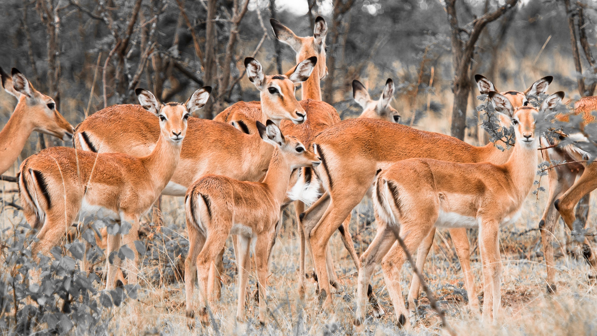 Herd of deer