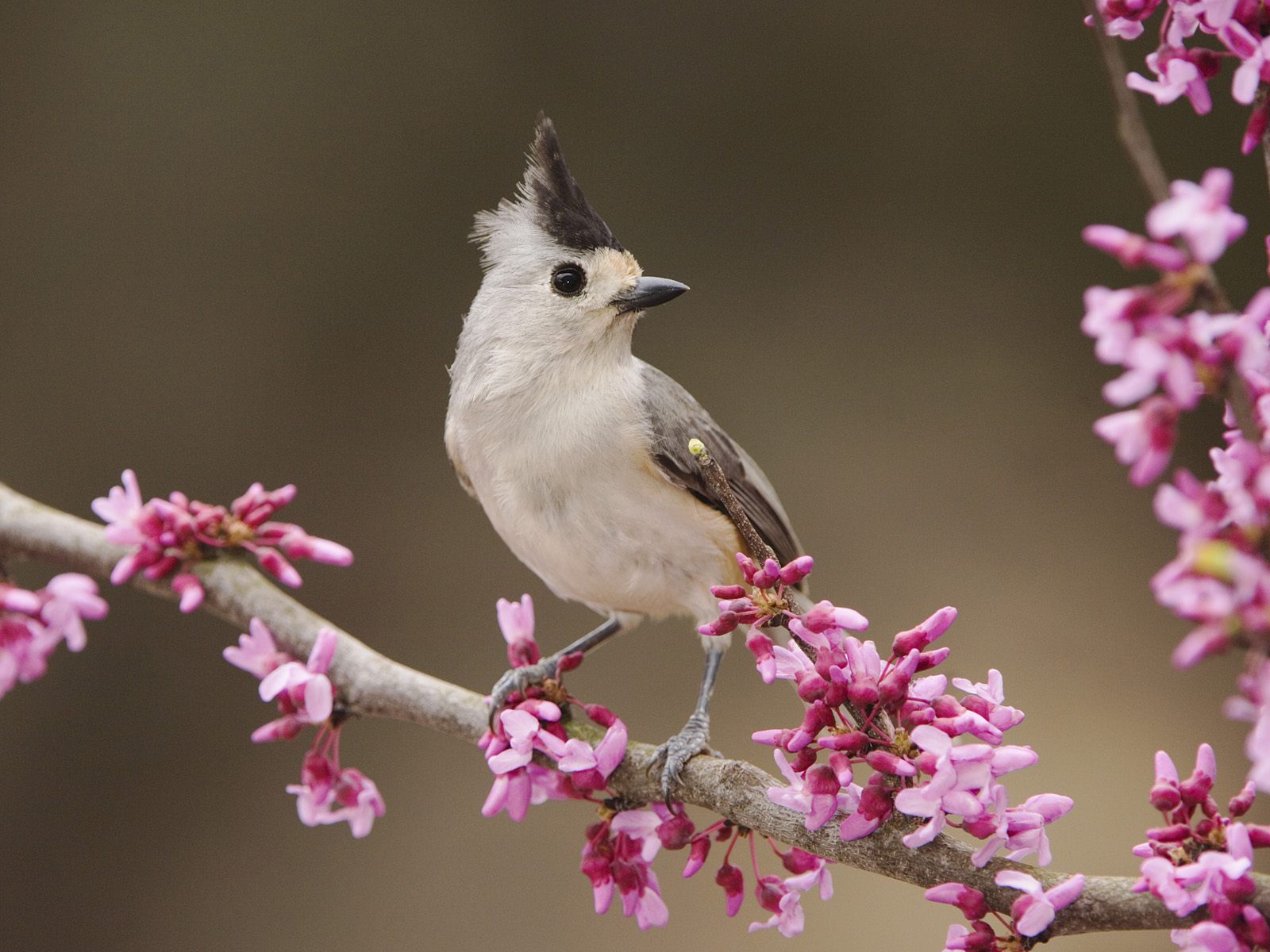 hermoso pajarito