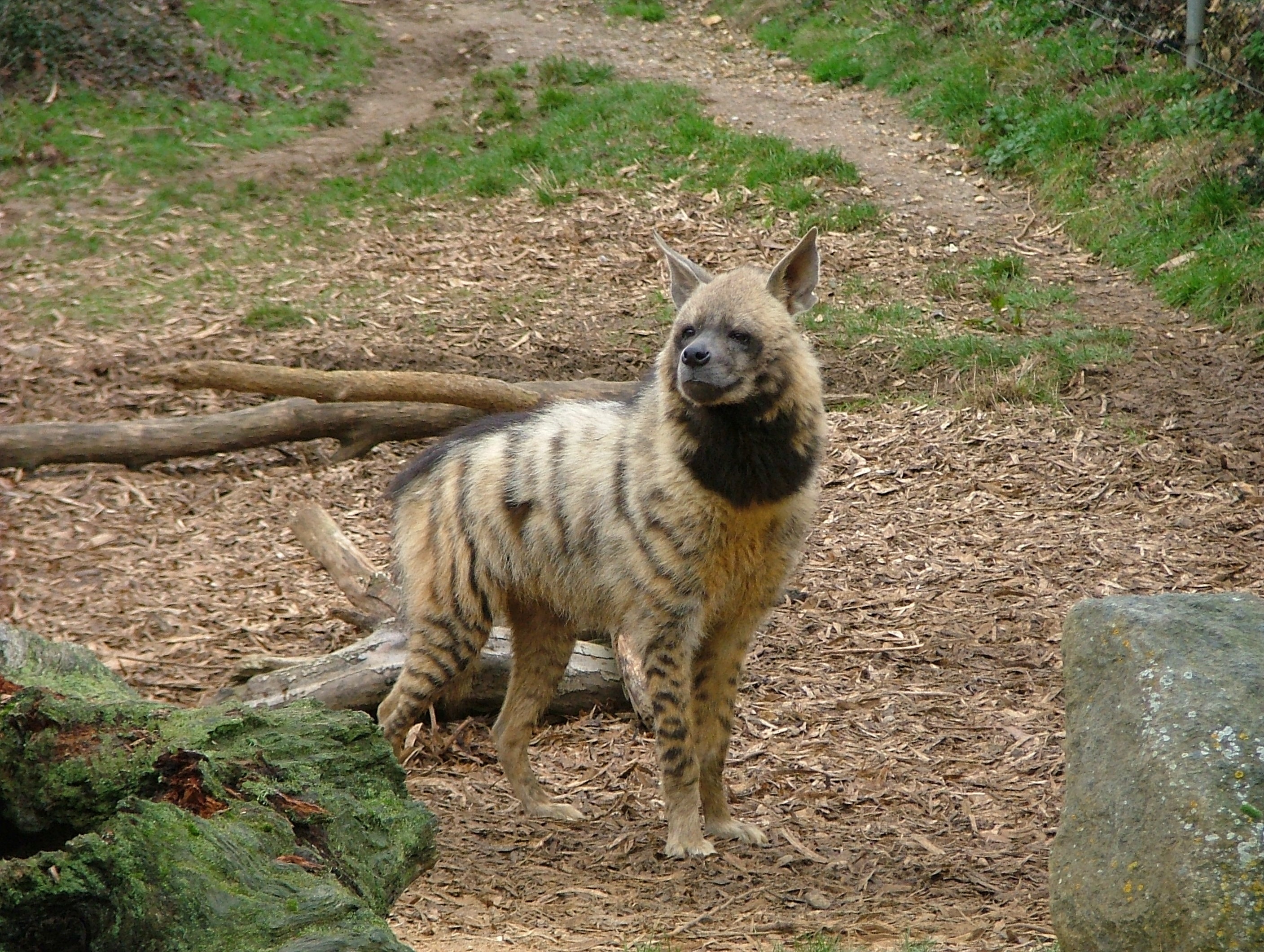 Hiena hambrienta