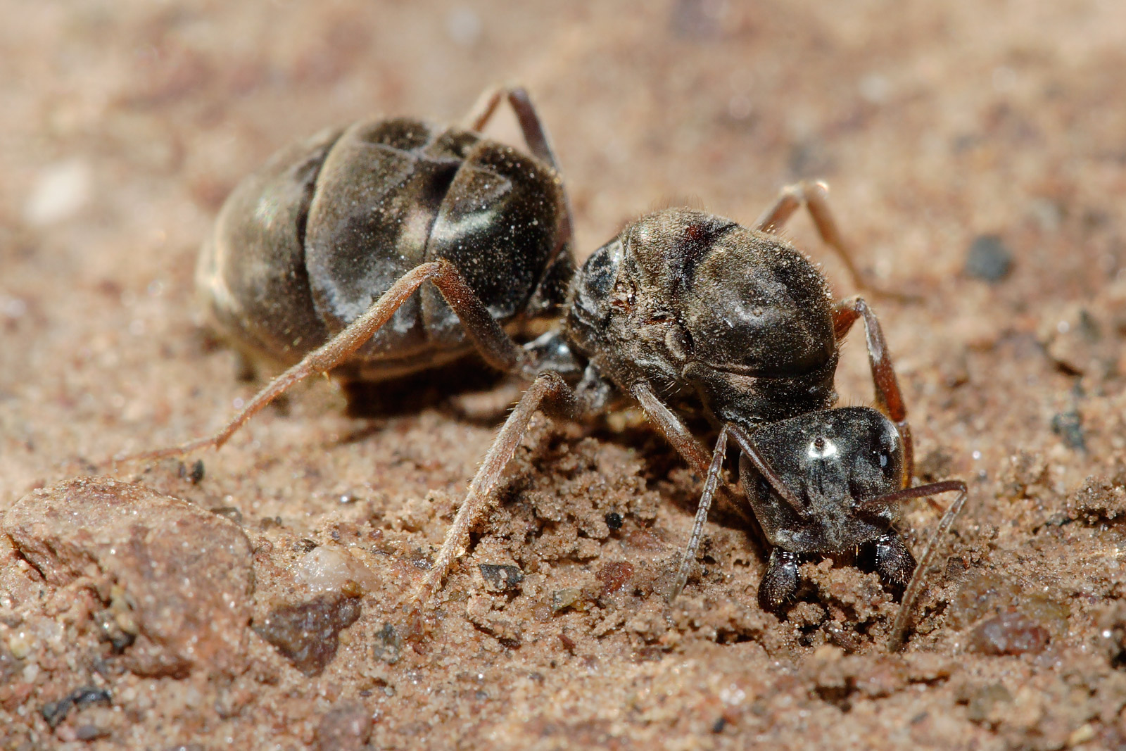 Hormiga gigante
