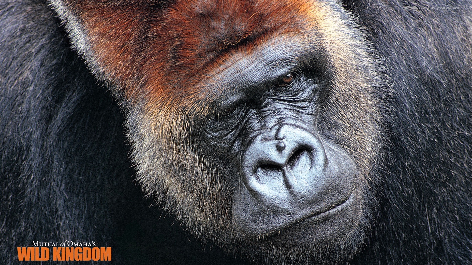 Imagen de Gorilla Pelicula Wild Kingdom