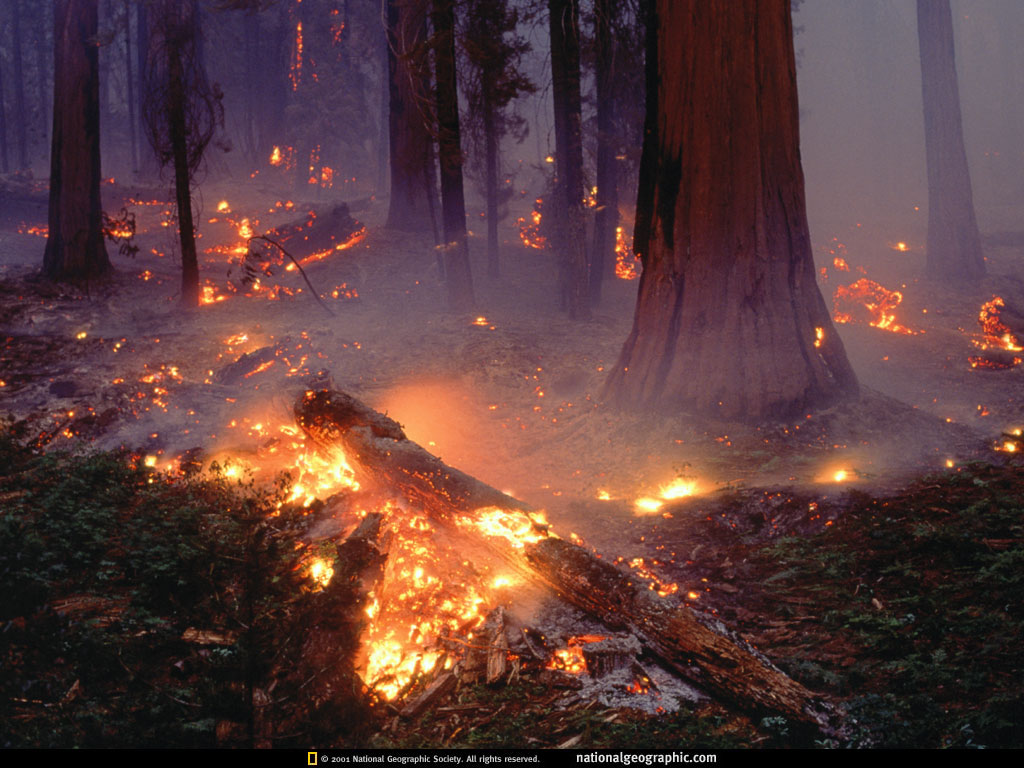 Incendio forestal