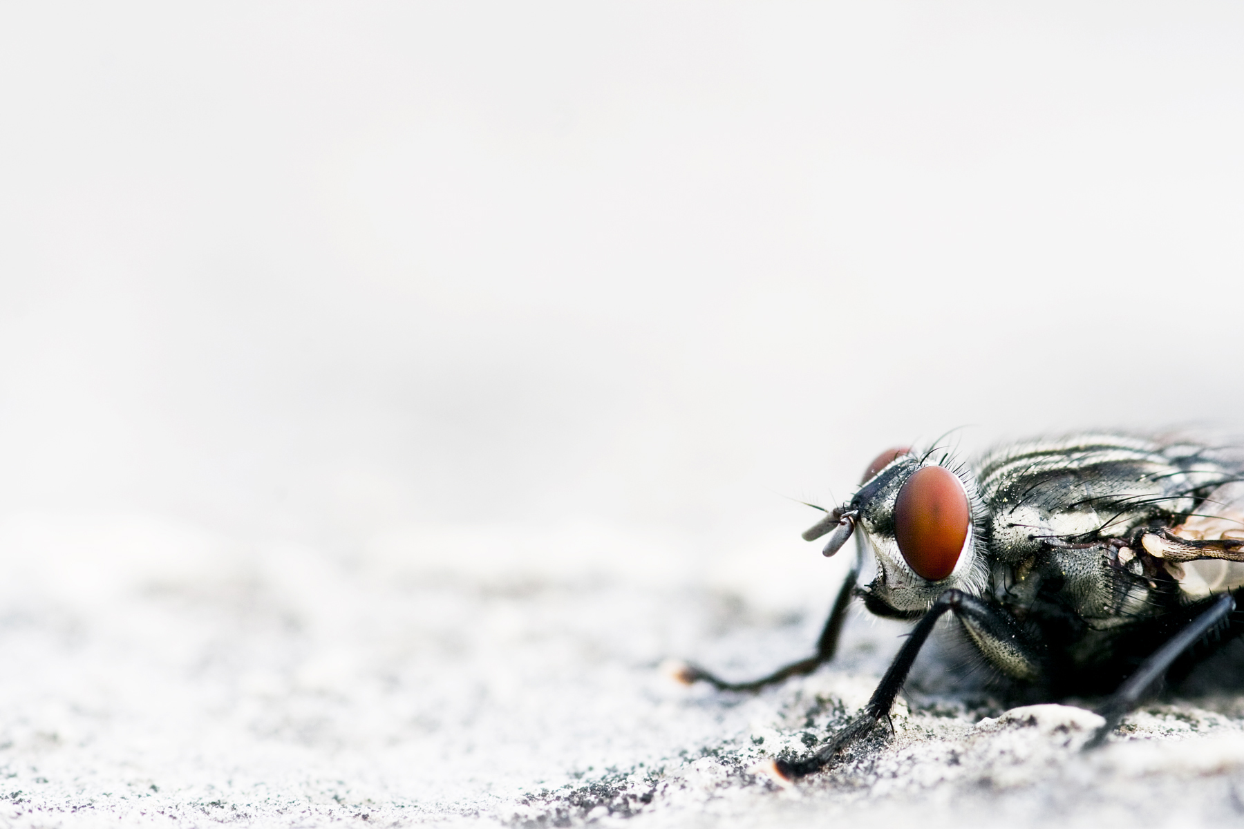 insecto