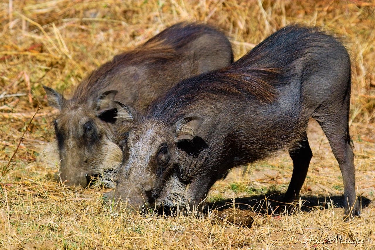 jabalies comiendo