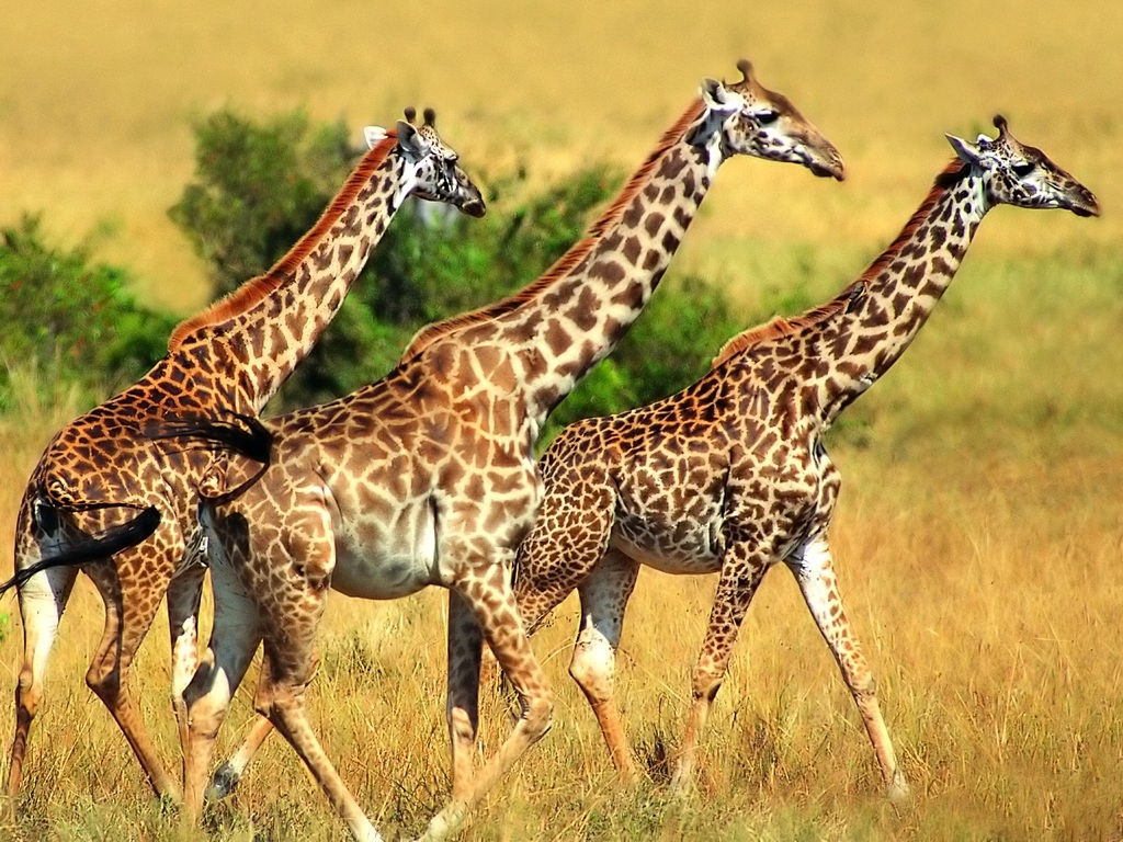 jirafas caminando