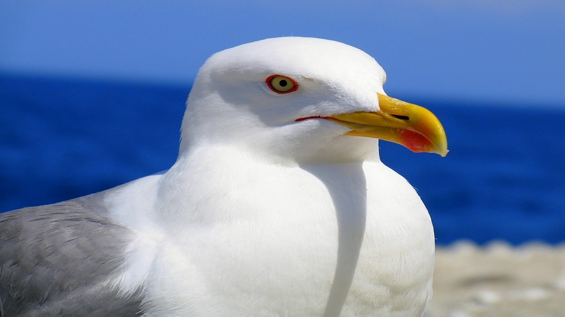 Larus bird animal wallpaper
