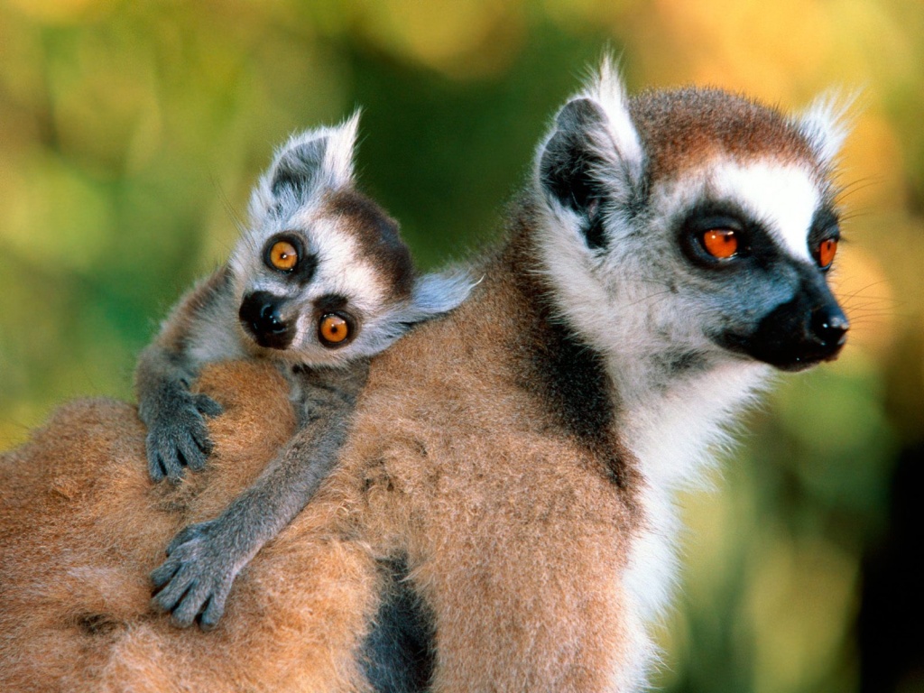 Lemurs con su Madre