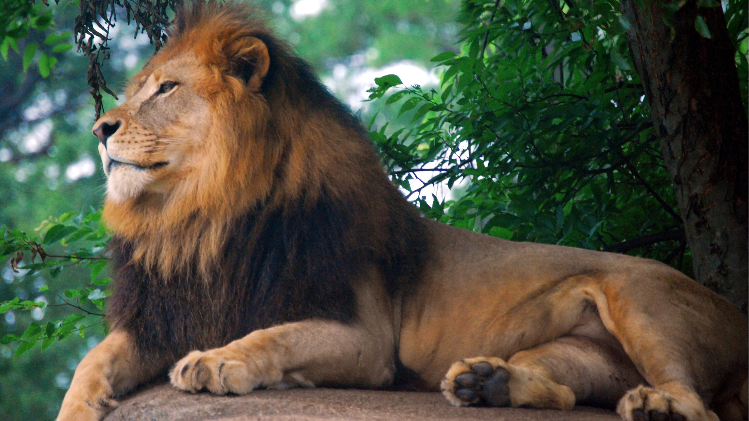 Lion king of zoo