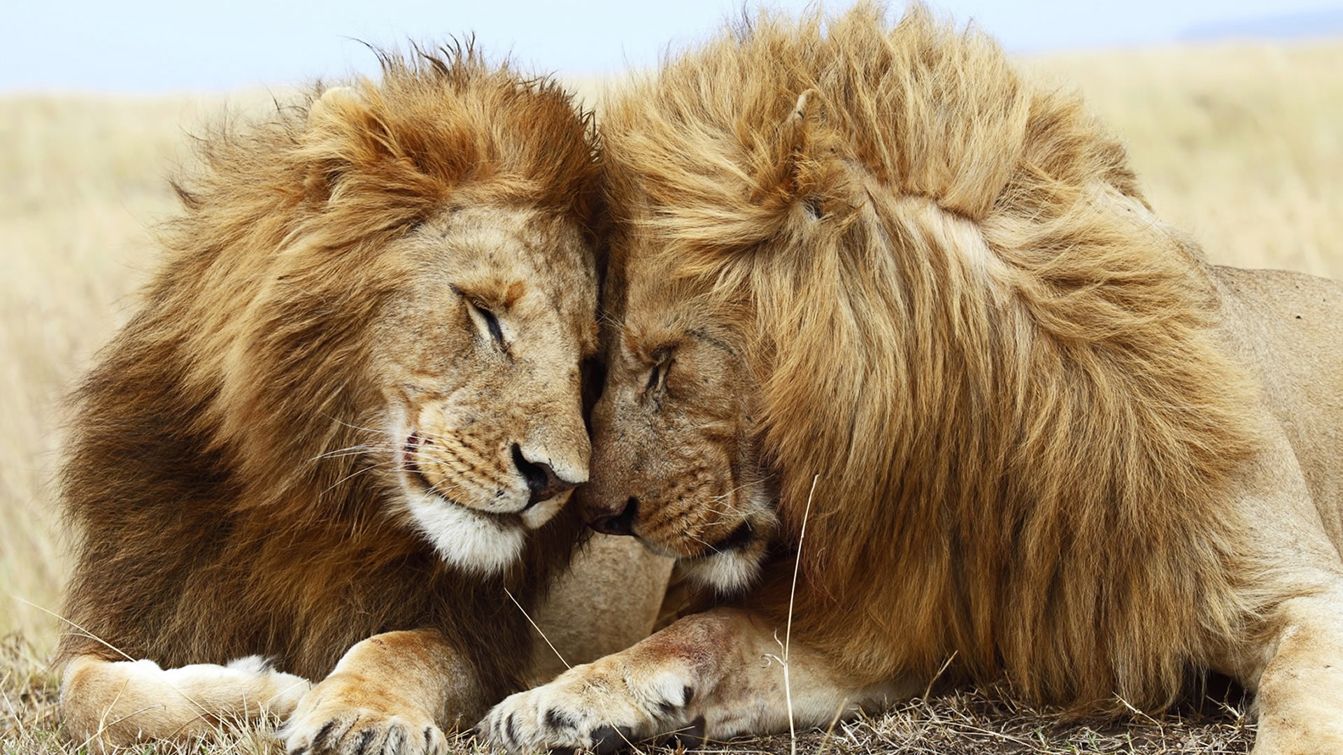 Lions pair