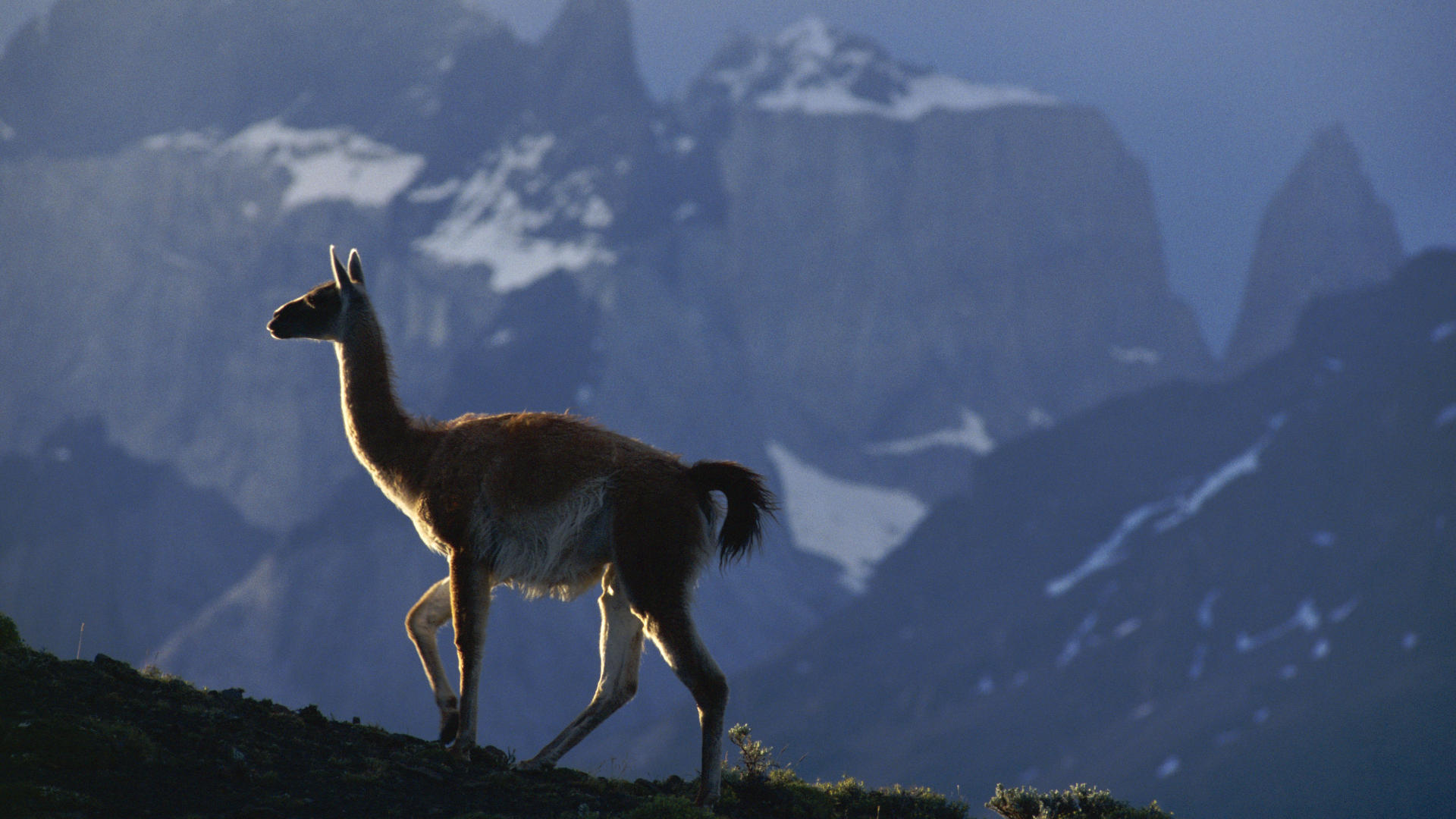 llama caminando