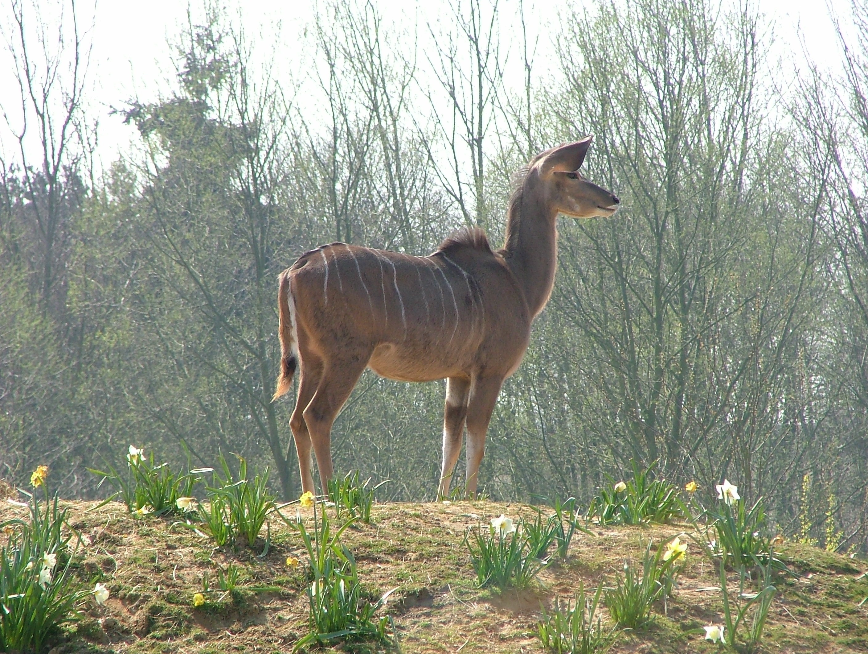 llama solitaria