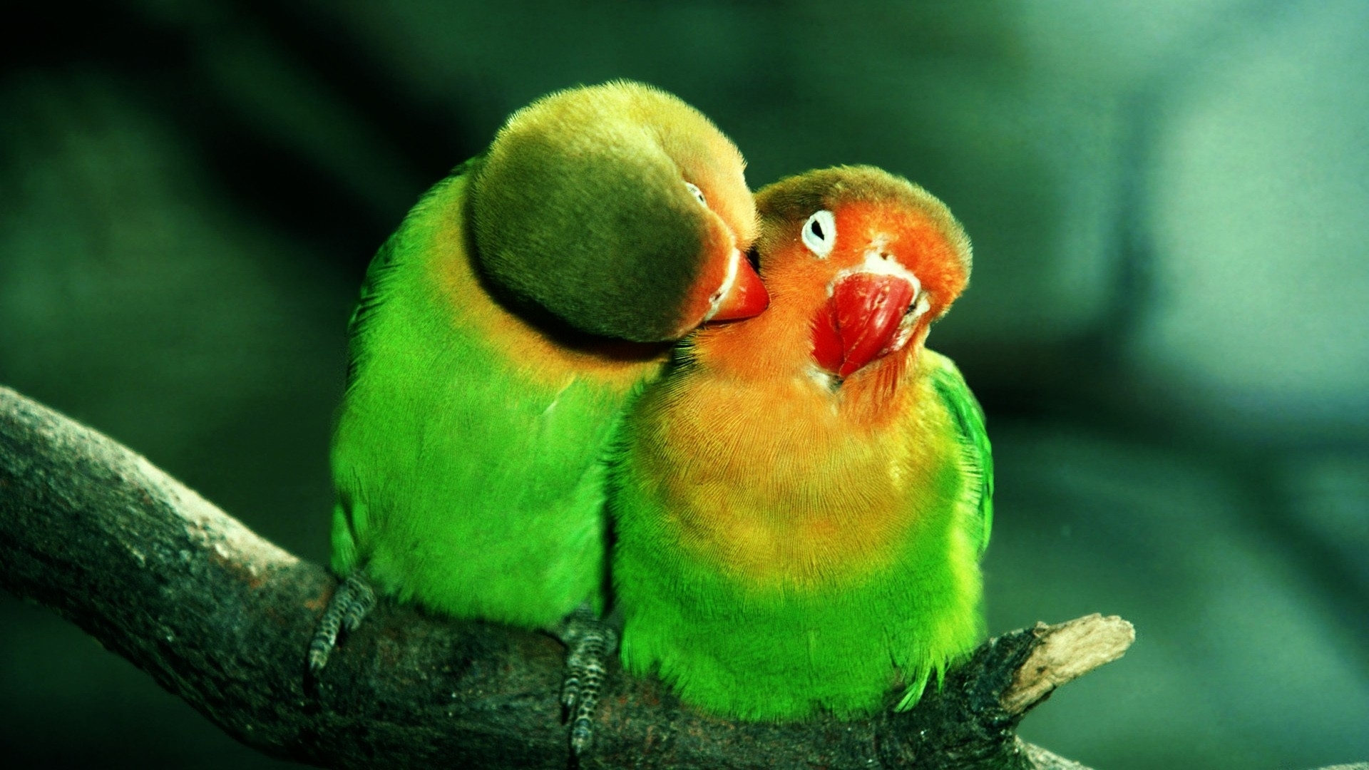 Loritos de Colores
