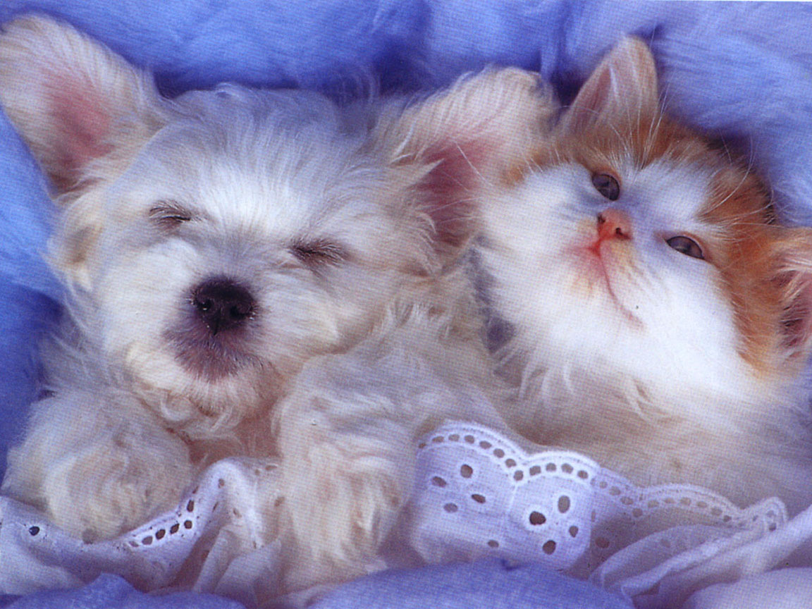 Lovely Baby Animals Wallpapers