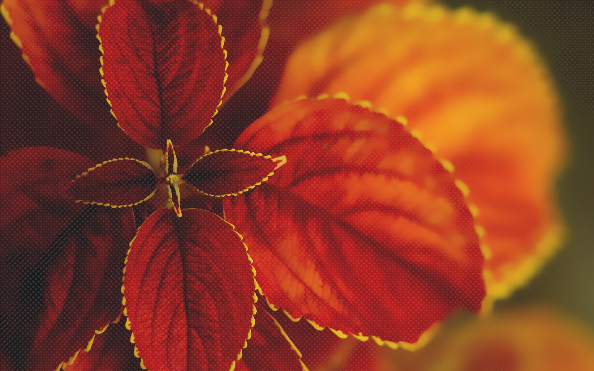 Macro nature