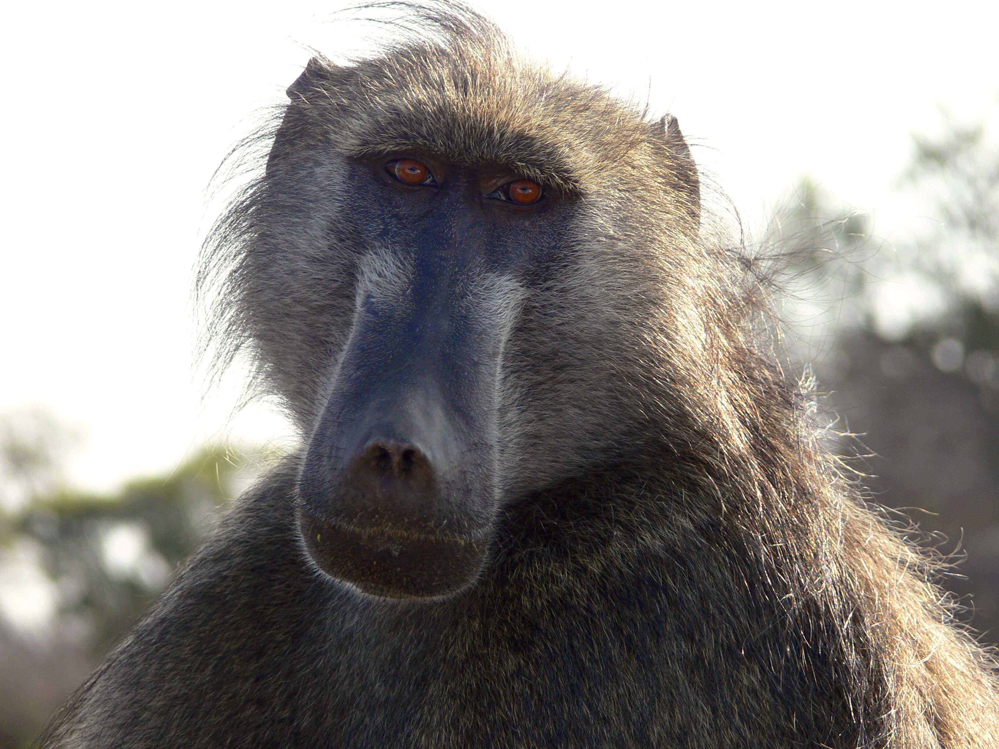 mandril mirando