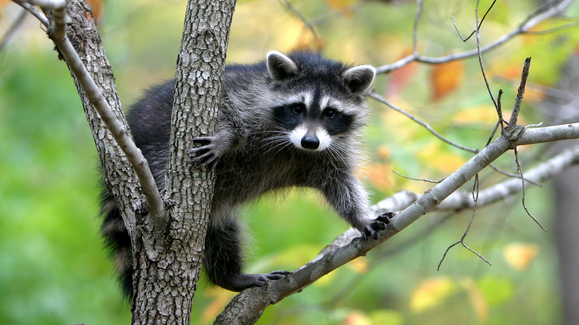Mapache en un arbol