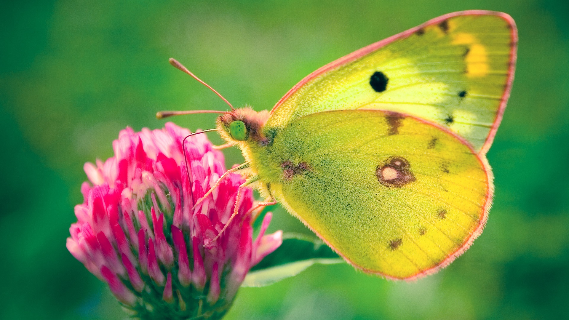 Mariposa en flor color rosa