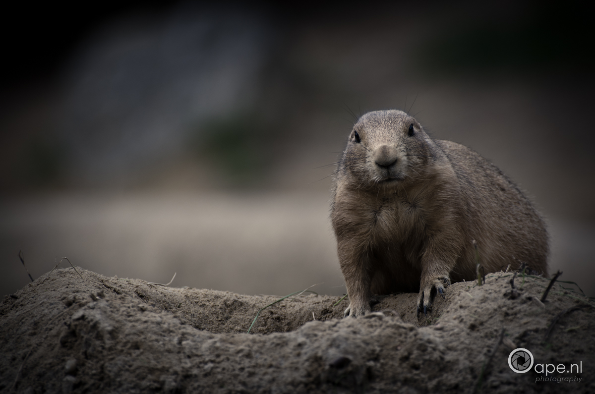 marmota
