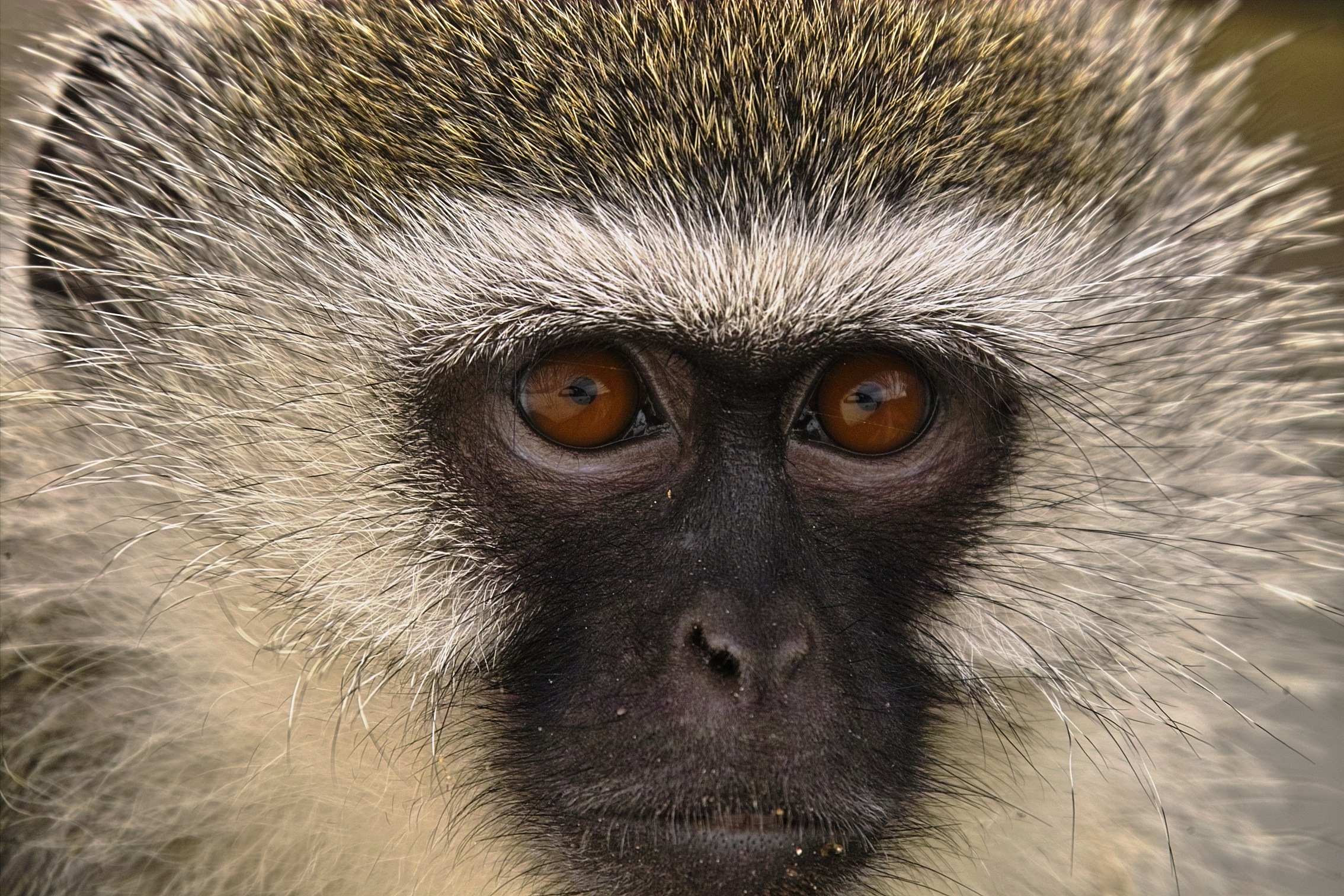 mirada de mono
