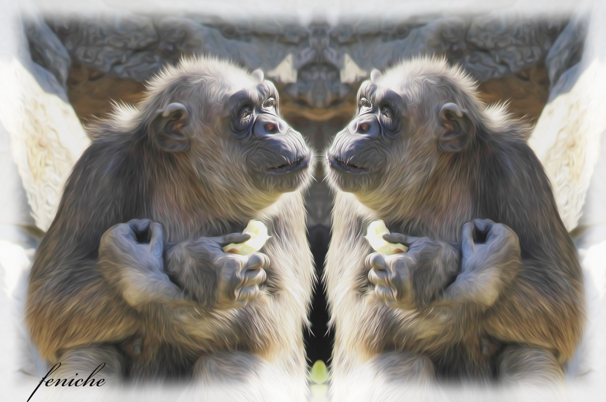 monos juguetones