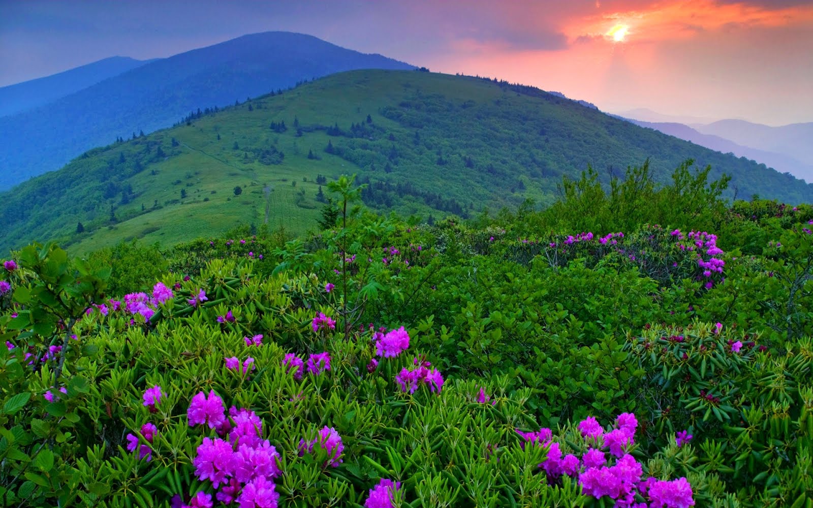 Montañas y flores lilas