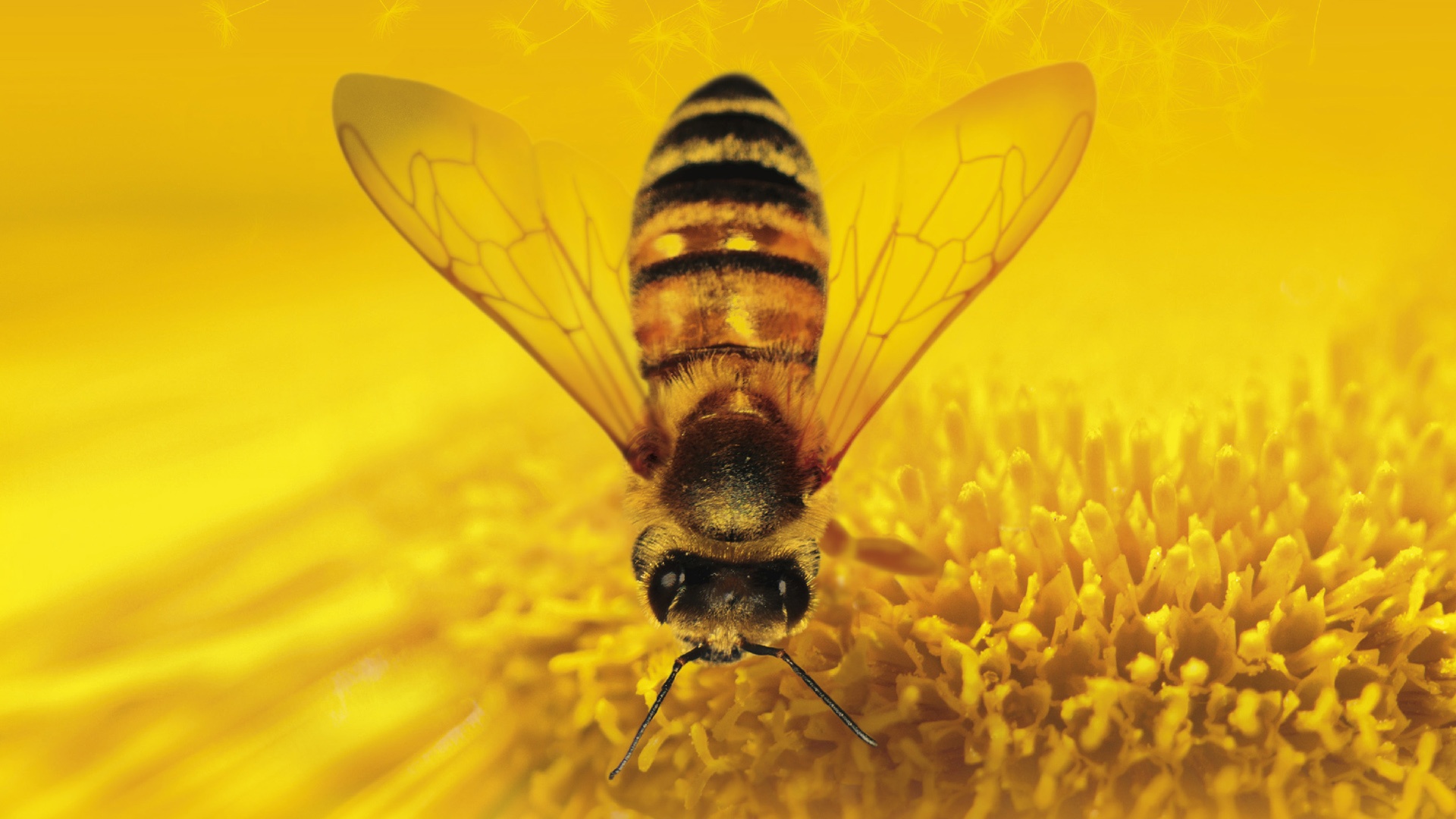 More than honey
