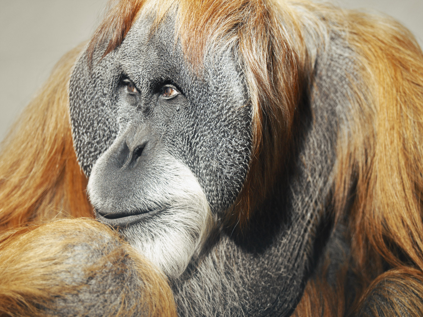 orangutan
