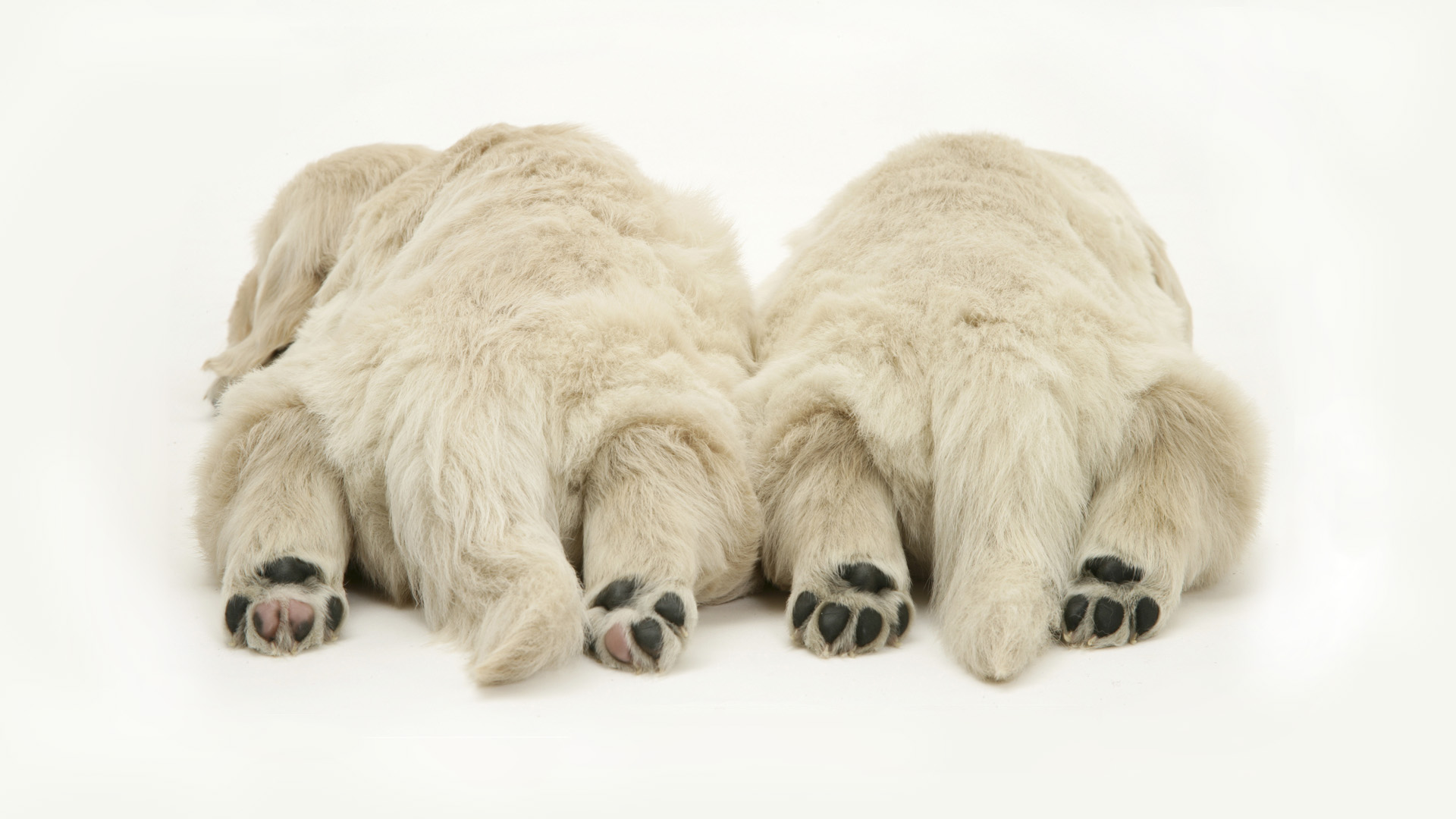 Other Animals