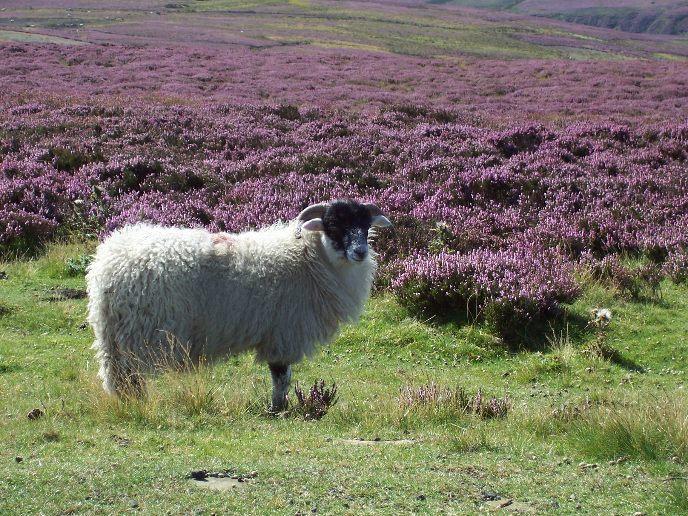 Oveja en un campo