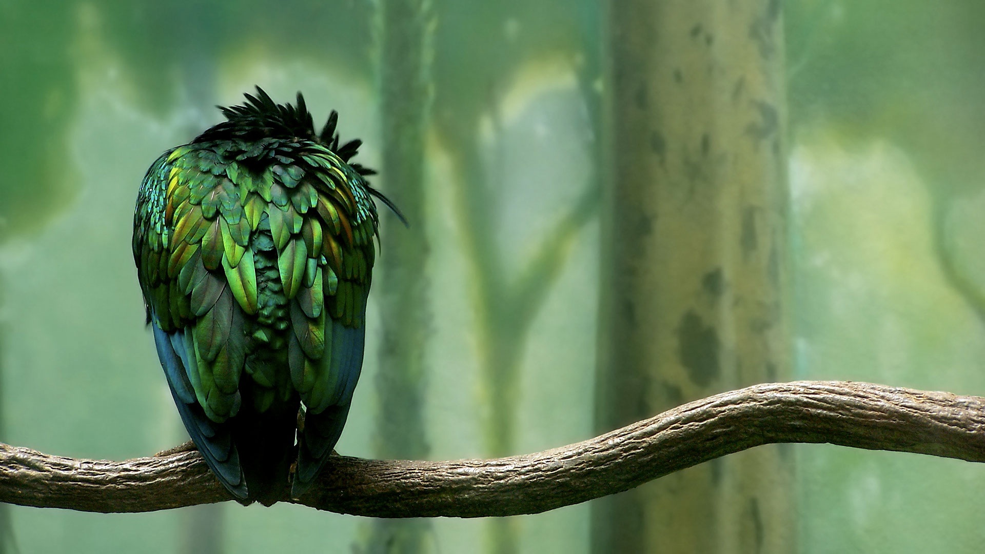 Pajaro de Espalda
