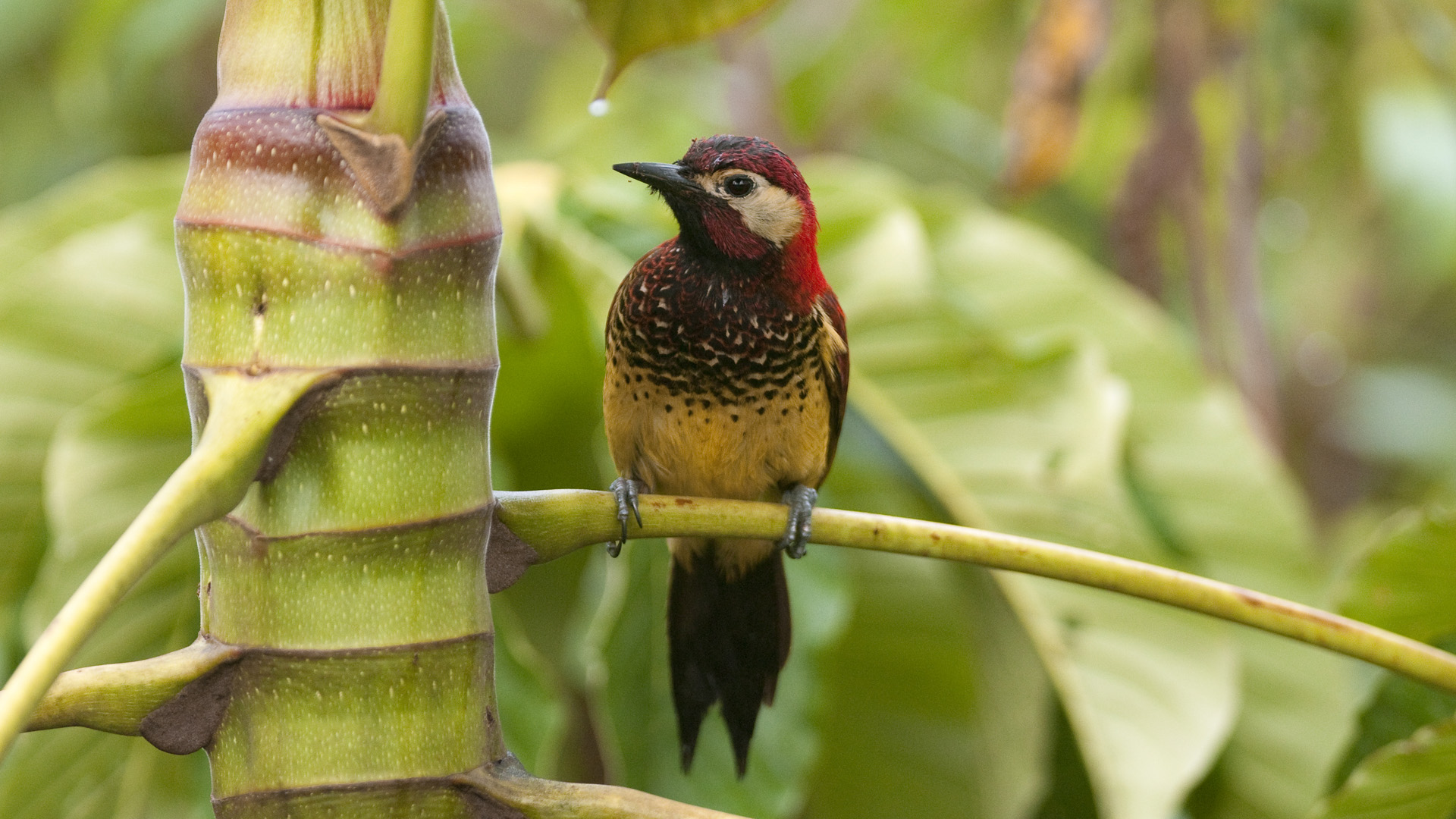 Pajaro en bamboo